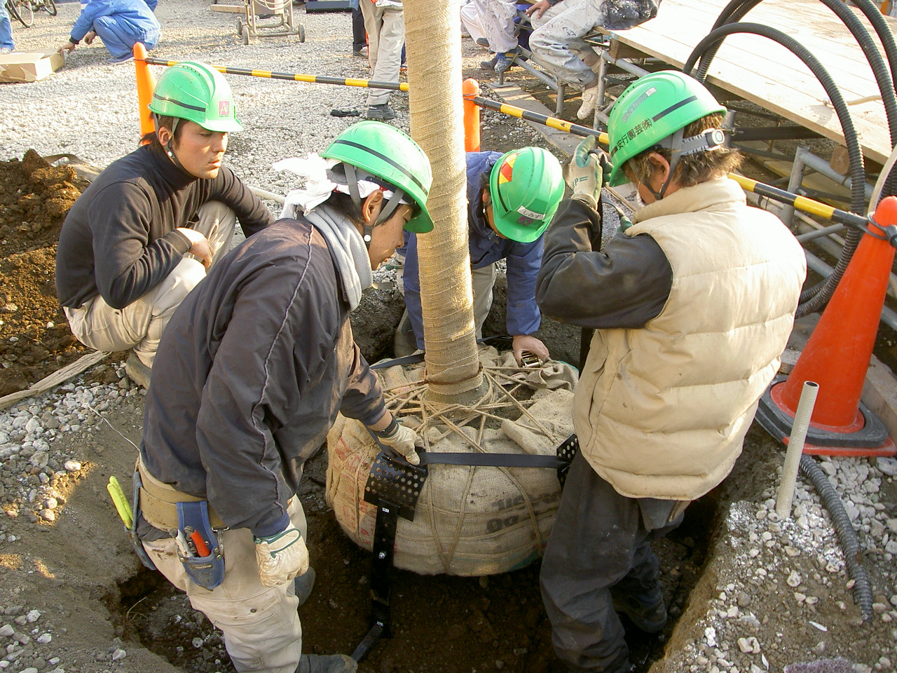 根巻きした樹木を扱う作業員