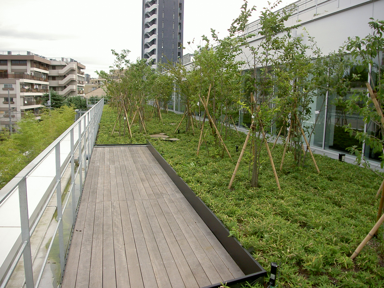 飛び石と下草の植栽